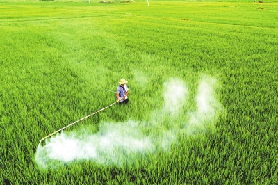 秧田喷药